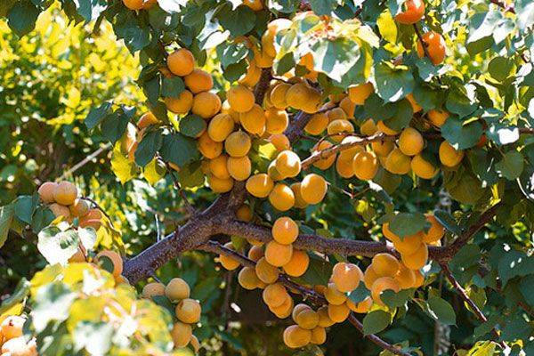 Характеристика раннего сорта абрикоса Лель с кисло-сладким вкусом - фото
