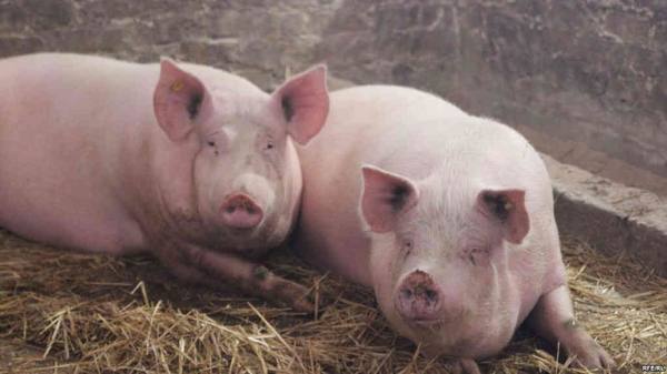 Африканская чума свиней — неизлечимое заболевание с размытой симтоматикой - фото