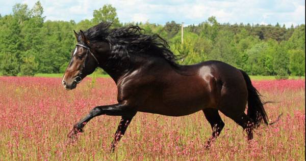 Все о королевской Андалузской породе лошадей с фото