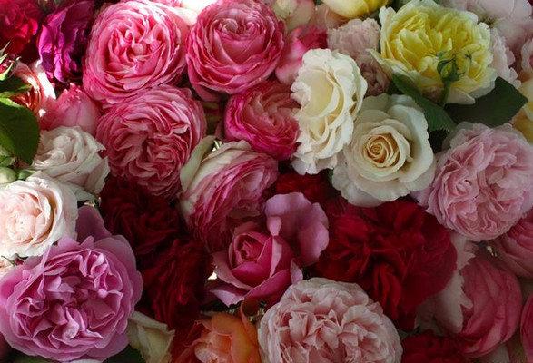 Английские розы: описание и фото лучших представителей групп сортов Дэвида Остина с фото