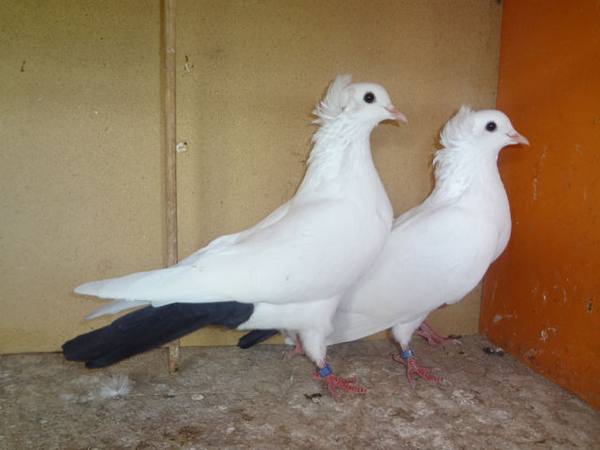 Обзор и характеристика бакинских голубей с фото