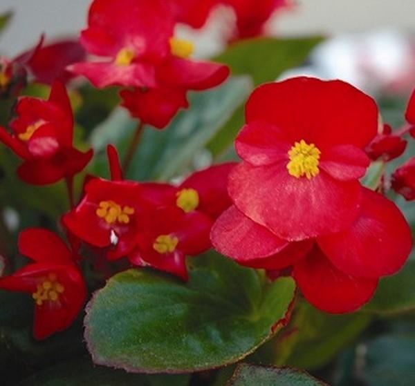 Бегония вечноцветущая: сорта и секреты выращивания декоративного растения с фото