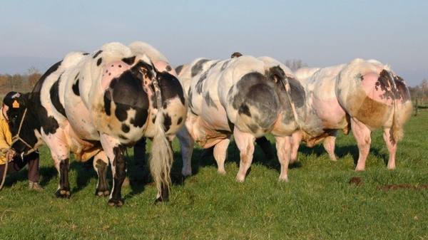 Бельгийская голубая корова: особенности выращивания мясной породы - фото