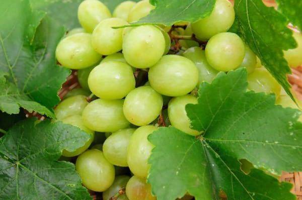 10 самых вкусных белых сортов винограда с фото