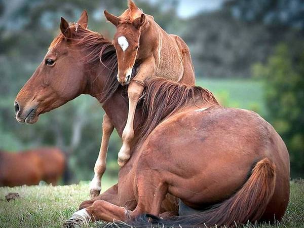 Все о беременности и родах у лошадей с фото