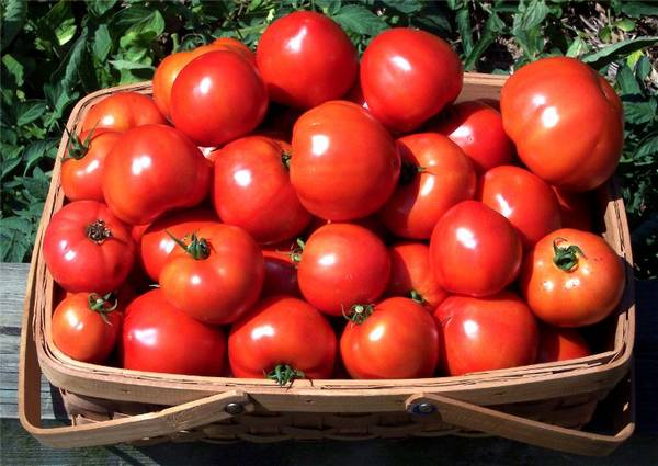 Благоприятные дни высадки помидор в открытый грунт: советы специалистов - фото