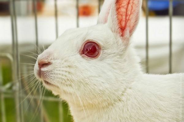 Гноение, конъюнктивит и прочие болезни глаз у кроликов - фото