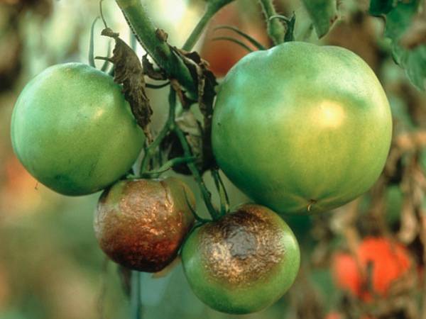 Какие болезни подстерегают томаты в теплице? - фото