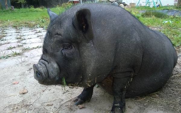 Какие болезни тревожат вьетнамских вислобрюхих свиней с фото