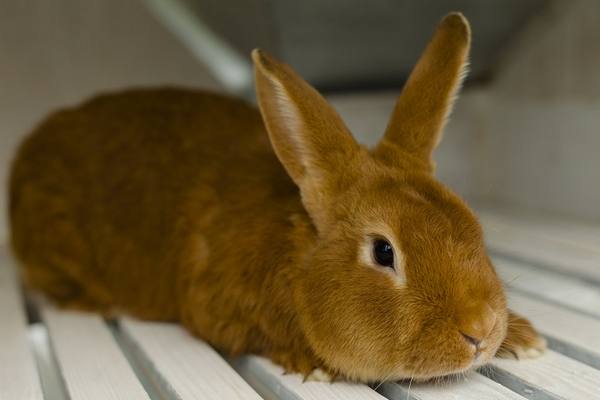 Описание и разведение Бургундской породы кроликов - фото