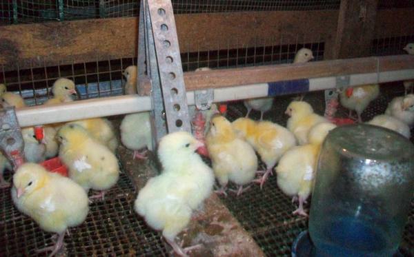 Все о кормлении цыплят несушек от рождения до взросления - фото