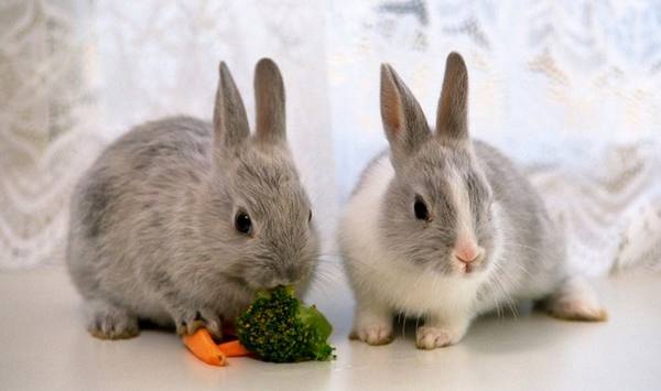 Кормление декоративных кроликов: виды кормов и правильное меню - фото
