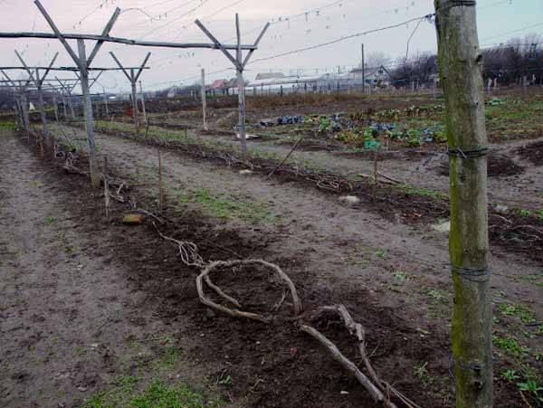 Чем и как укрыть виноград на зиму, чтобы избежать холодов - фото