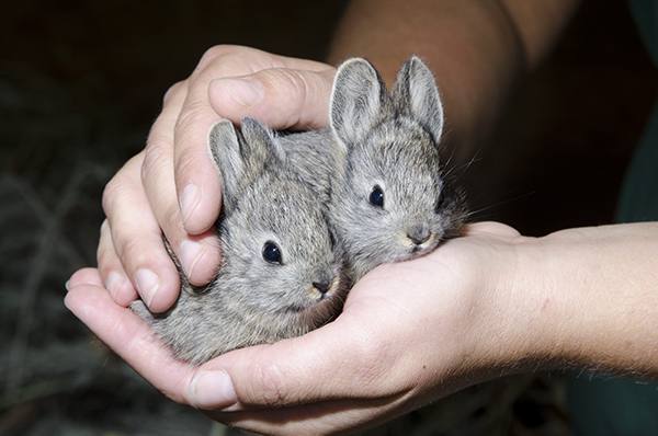 Выкорм крольчат без крольчихи: как вырастить осиротевшее потомство? - фото
