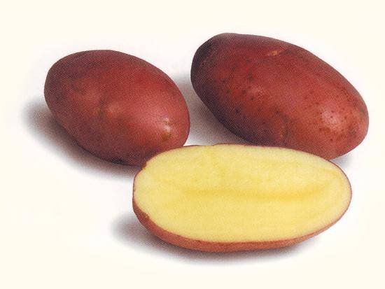 Чем интересен сорт картофеля Розара с фото