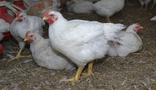 Кормление цыплят бройлеров: быстрый рост птицы в домашних условиях с фото