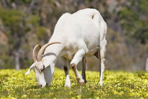 Чем кормить козу - разнообразный и полезный рацион на весь год - фото