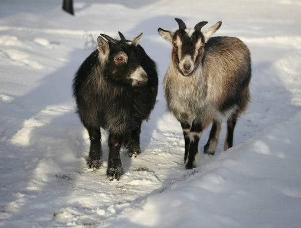 Составление рациона для кормления коз в зимнее время - фото