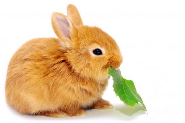 Чем кормить декоративного кролика - фото