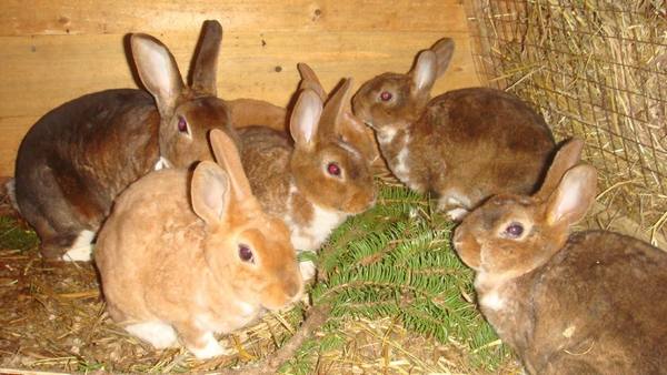 Чем кормить кроликов, чтобы они набирали вес: правила составления рациона - фото