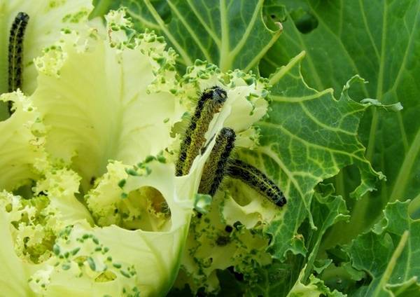 Чем обработать капусту от гусениц: эффективные народные средства - фото