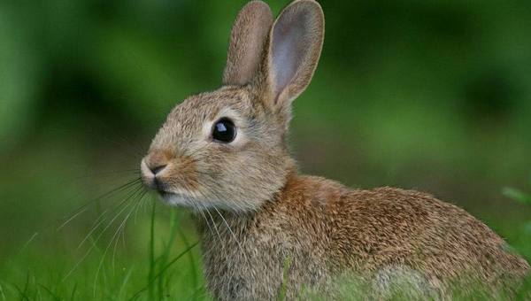Заяц и кролик: сходства и различия с фото