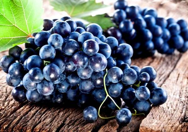 Обзор черных сортов винограда и их полезные свойства с фото