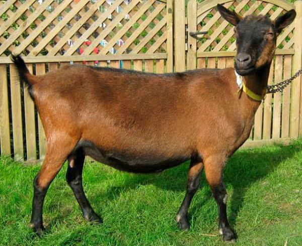 Чешские козы - описание породы и уход за ней - фото