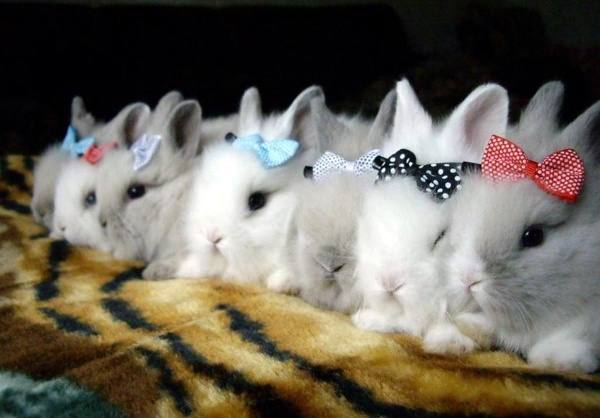 Кролики декоративные - милые зверьки для дома - фото