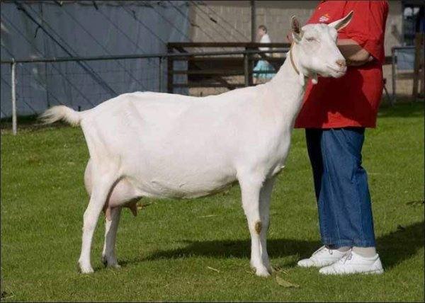 Выбираем козу молочной породы - фото