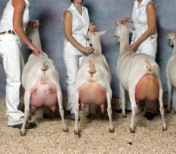 Полная информация о дойных козах и их содержании с фото