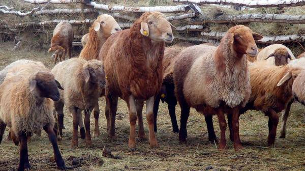 Эдильбаевская порода овец: высокая продуктивность и выносливость - фото