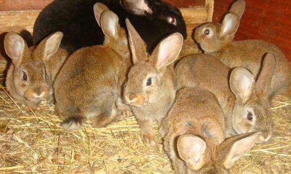 Как лечить эймериоз у кроликов - фото