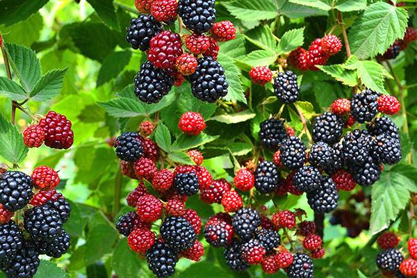 Полезные свойства лесной ягоды ежевики и противопоказания к употреблению - фото