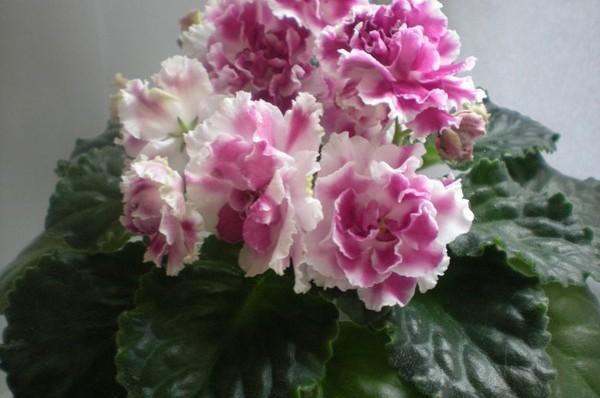 Махровая красавица Светланы Репкиной  фиалка «Ледяная роза» с фото