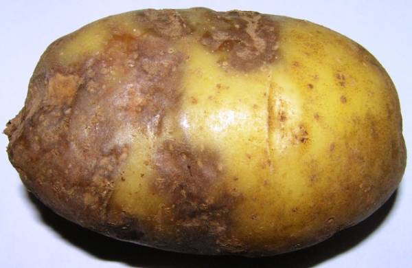 Как защитить картофель от фитофтороза с фото