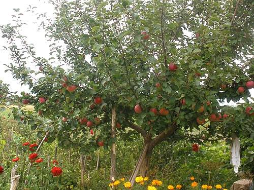 Зимостойкие сорта яблонь для Урала и Сибири - фото