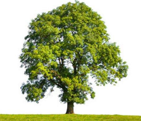 Виды дерева ясень: подробное описание и фото - фото
