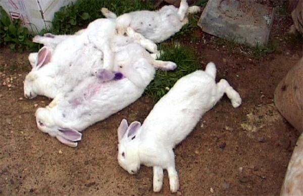 Определение симптомов геморрагической болезни у кроликов и способы её лечения с фото
