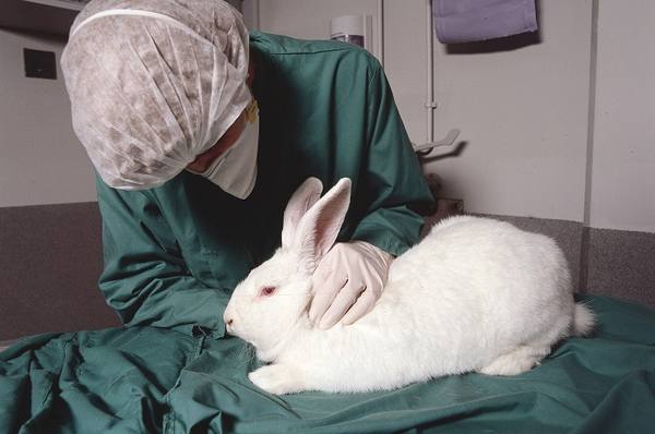 Симптомы и профилактика геморрагической болезни кроликов - фото