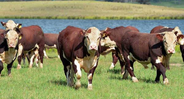Герефордская порода коров: высокая производительность, выносливость и непри ... - фото