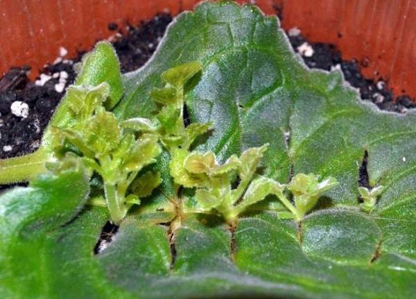 Два легких способа получить новые растения глоксинии - размножение листом с фото