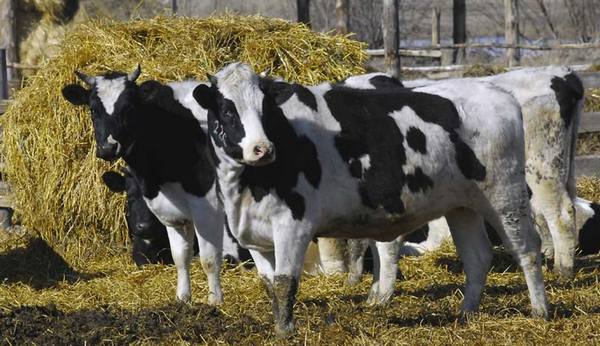 Голштинская порода коров: особенности разведения и содержания с фото