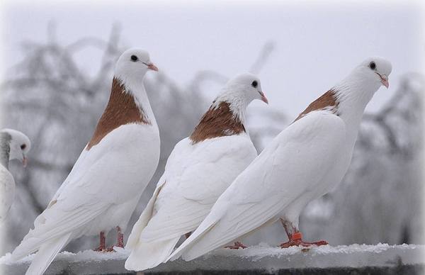 Великолепные русские голуби - пермские гривуны - фото