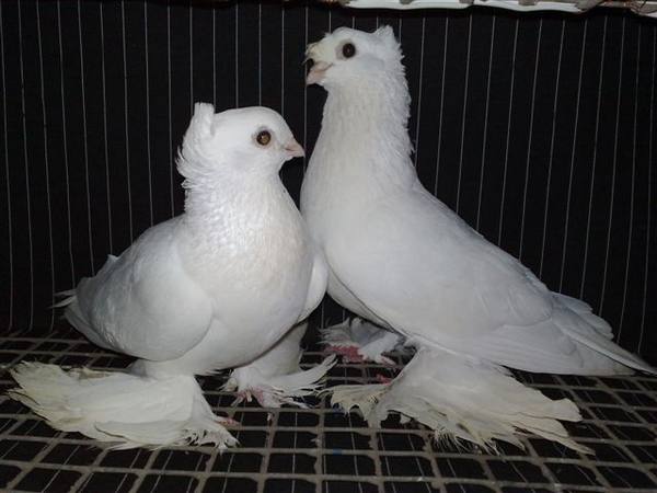 Порода бойных голубей Касаны - фото