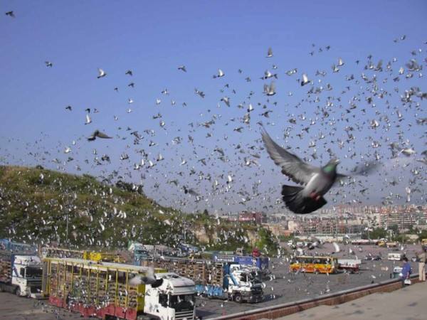 Что такое гонки среди голубей: интересные факты с фото