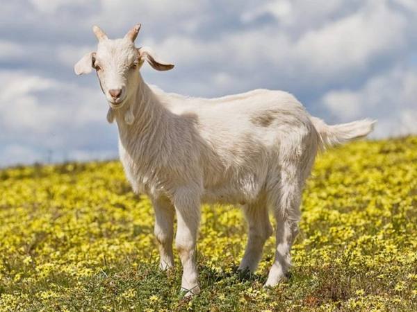 Горьковские козы - неприхотливые и продуктивные - фото