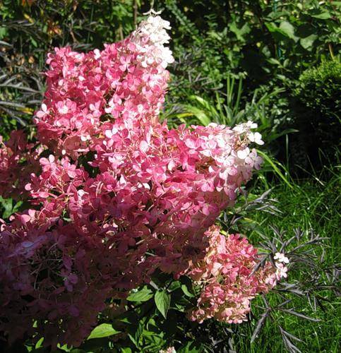 Гортензия ваниль фрайз  нежный цветочек - фото