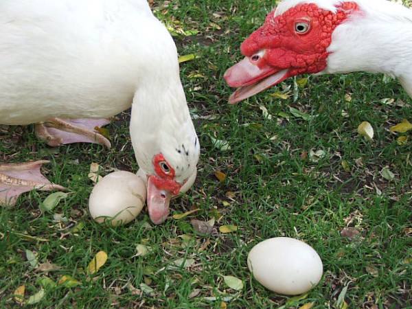 Описание процесса инкубация яиц: выводим мускусных уток - фото