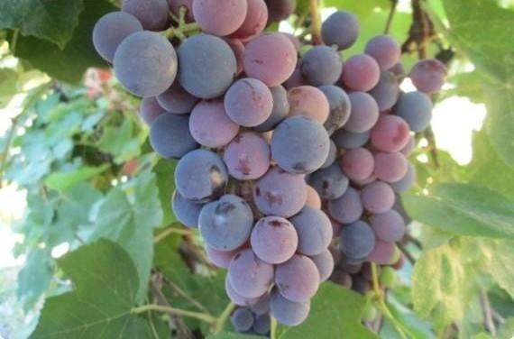 Изабелла - для тех, кто выбирает дерзкий виноград с фото